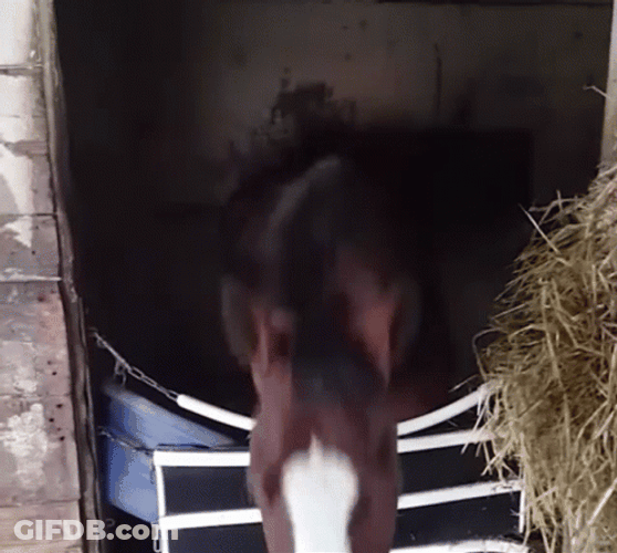Nodding Brown Horse Neigh GIF