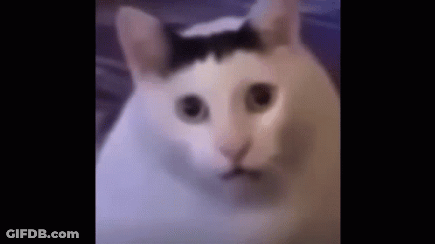Nodding Huh Cat Meme GIF