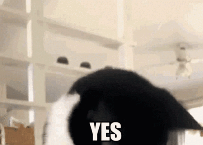 Nodding Yes Cat  Meme GIF