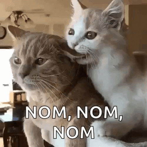 Nom Nom Cat Tasty Clingy GIF