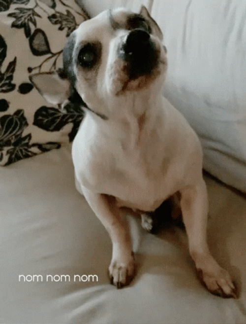 Nom Nom Hungry Pit Bull Dog GIF
