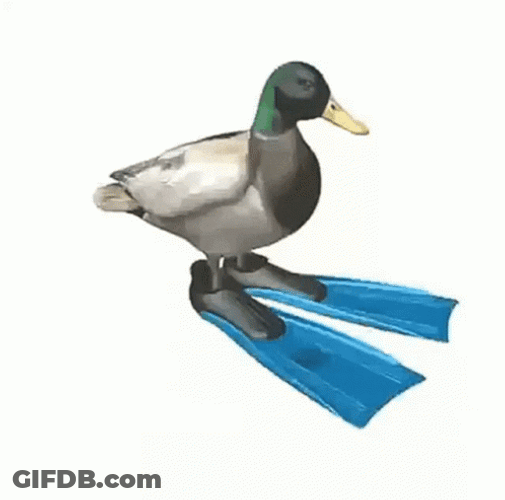 Non Stop Duck Spinning GIF