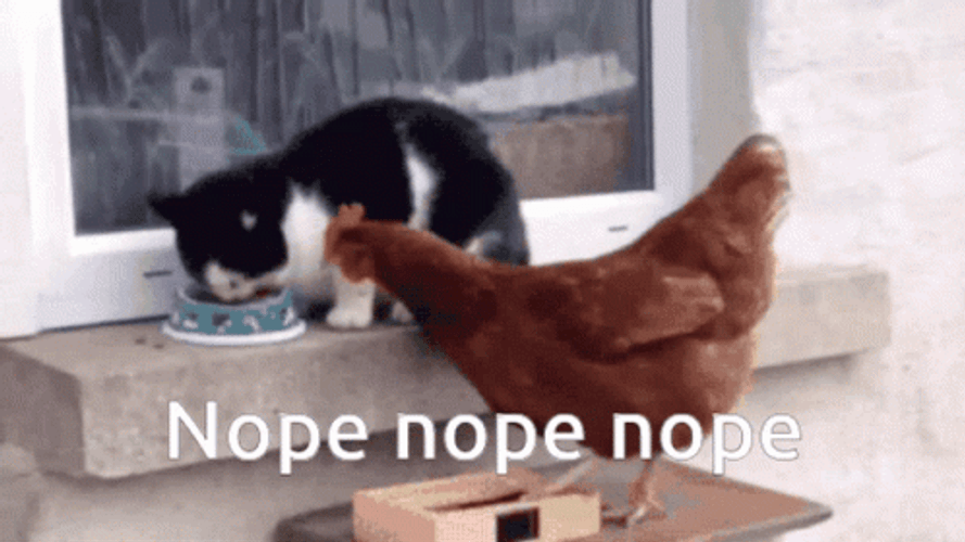Nope Cat Chicken Fight GIF