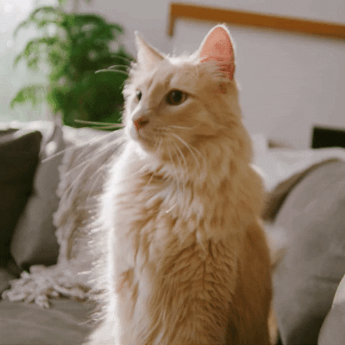 Nope Furry Cat GIF