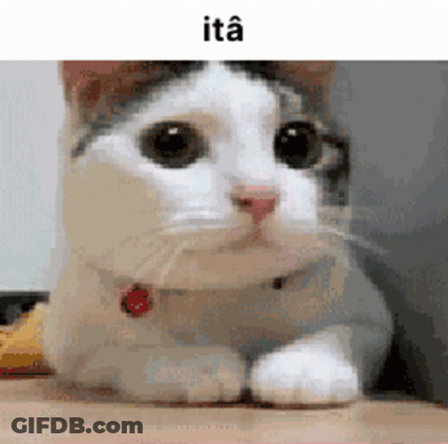 Nope Nope Nope Adorable Cat Shaking Head GIF