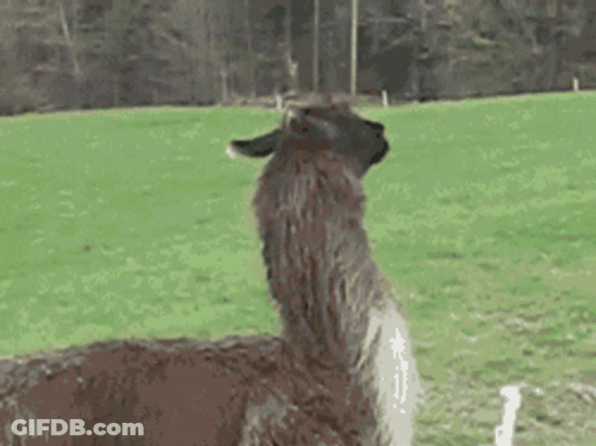 Nope Nope Nope GIF