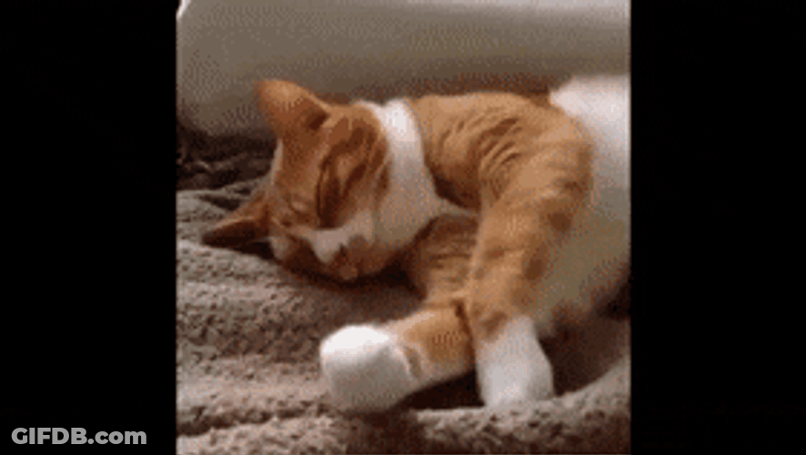 Nose Boop On Sleepy Cat GIF