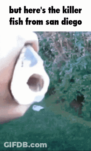 Nose With But Here's The Killer Fish From San Diego GIF