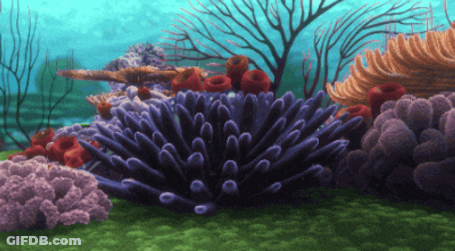 Nosy Fish From Finding Nemo Disney GIF