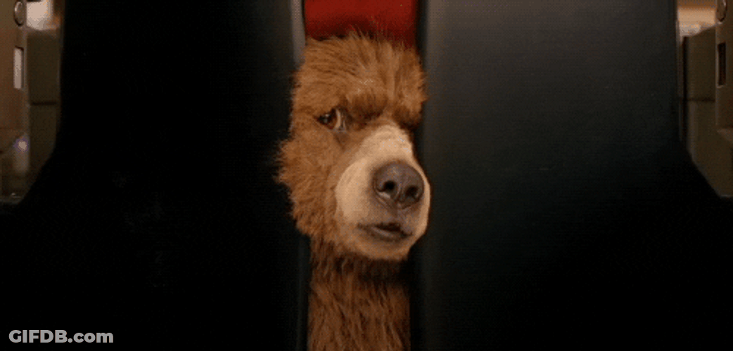 Nosy Paddington Bear GIF