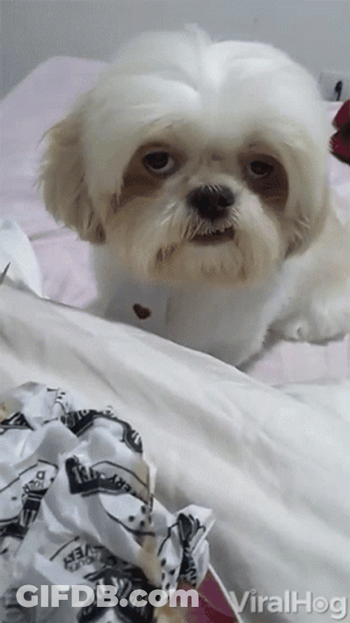 Not Amused GIF