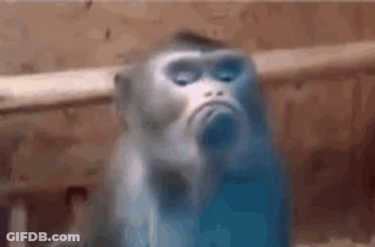 Not Amused Little Monkey GIF