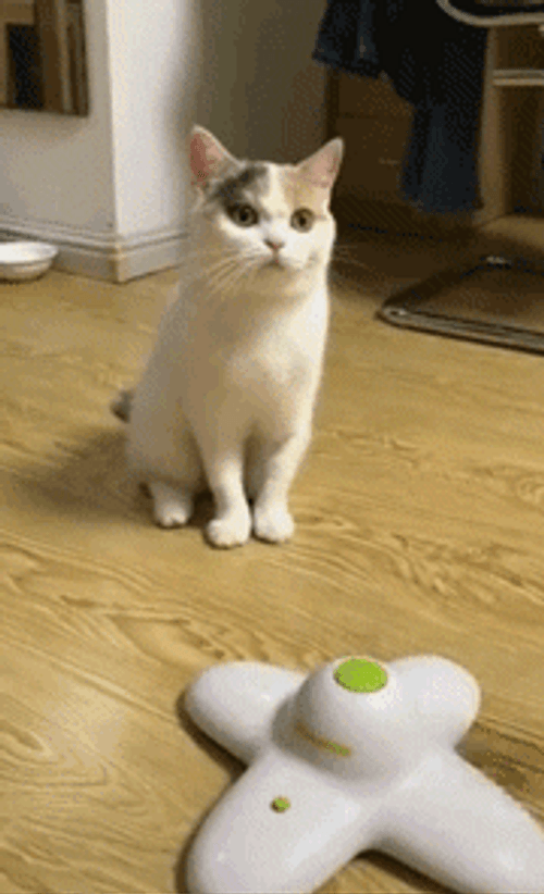 Not Impressed Cat Watching A Butterfly GIF