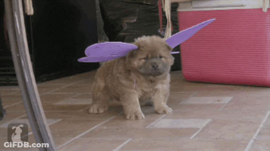 Not Impressed Chow Chow Fairy GIF