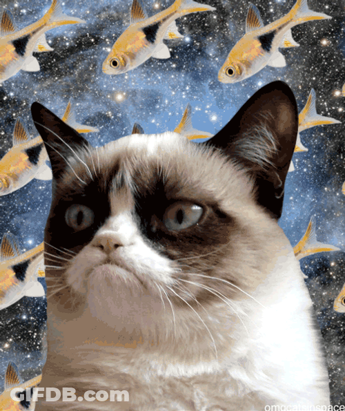 Not Impressed Snowshoe Cat GIF