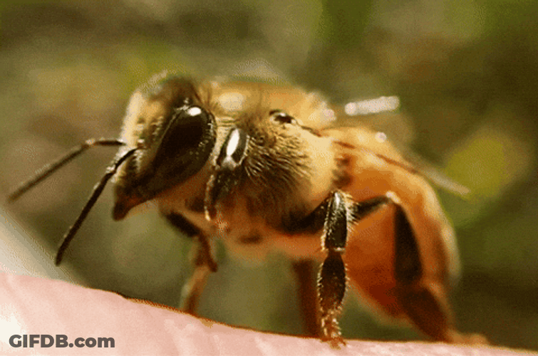 Not The Bees Close Up GIF