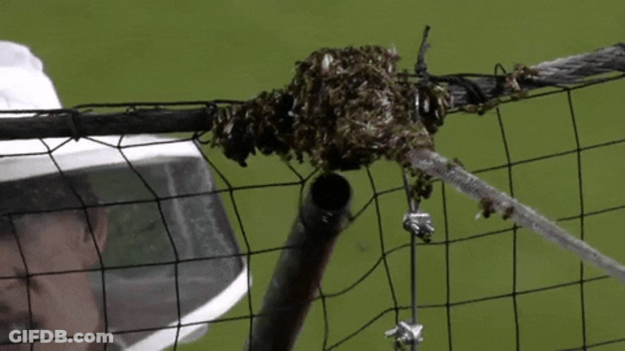 Not The Bees Hive GIF