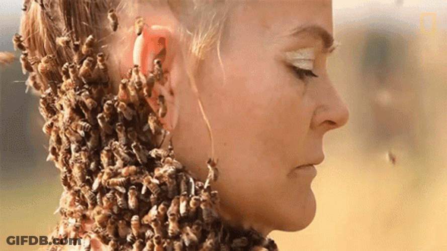 Not The Bees Swarm Sara Mapelli GIF