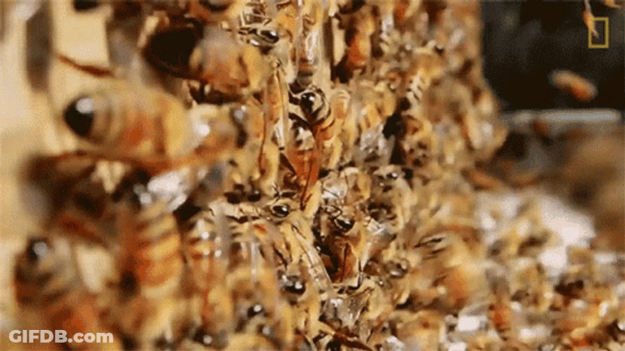 Not The Swarm Of Bees GIF