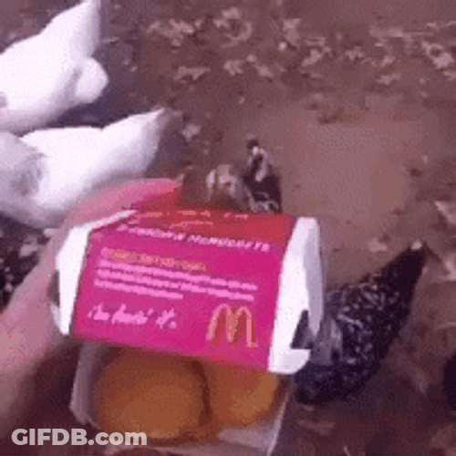 Nugget Cannibalism Eaten By Chickens Meme GIF