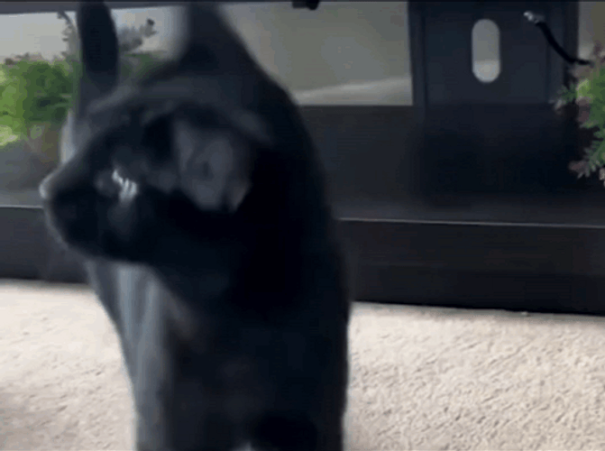 Nuh Uh Black Cat Shakes Head GIF