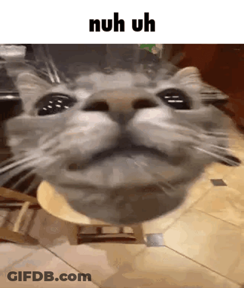 Nuh Uh Scared Cat Face GIF