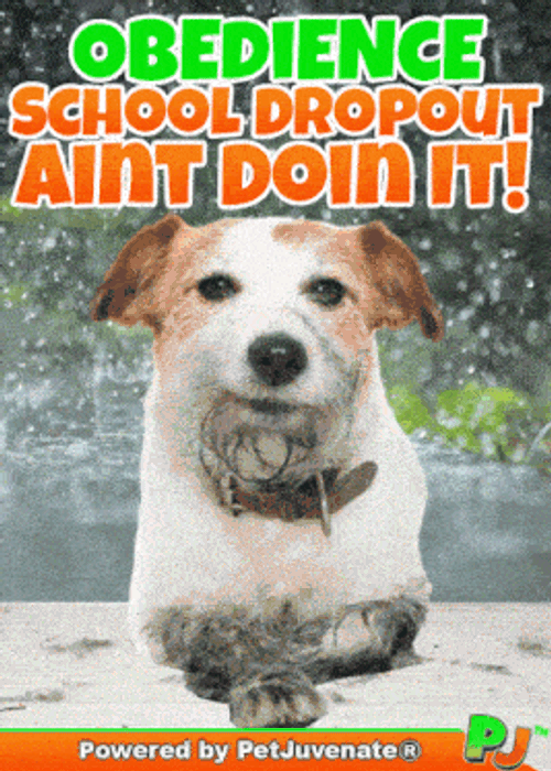 Obedience School Drop Out Dog Pup Funny Aint Gif Boot Camp Dog Fail Gif Pup Hug GIF