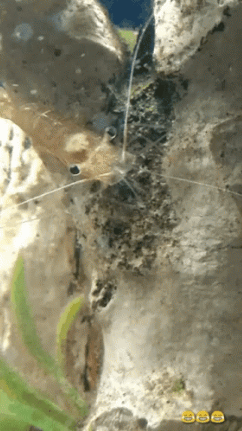 Ocean Dwelling Shrimp GIF