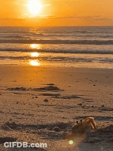 Ocean Sunset With Crab Crawling From Sand GIF