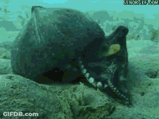 Octopus Aggressively Attacks Camera GIF