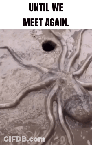 Octopus In Mud Saying Until We Meet Again GIF