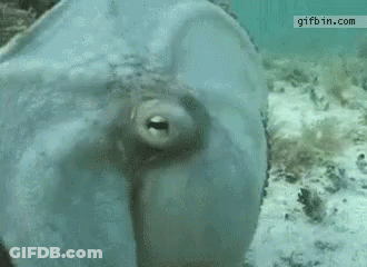 Octopus In Water With Gifbin.com Watermark GIF