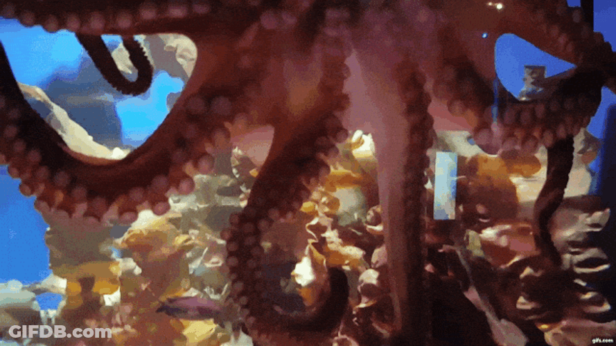 Octopus Incredible Testicles Bottom View GIF