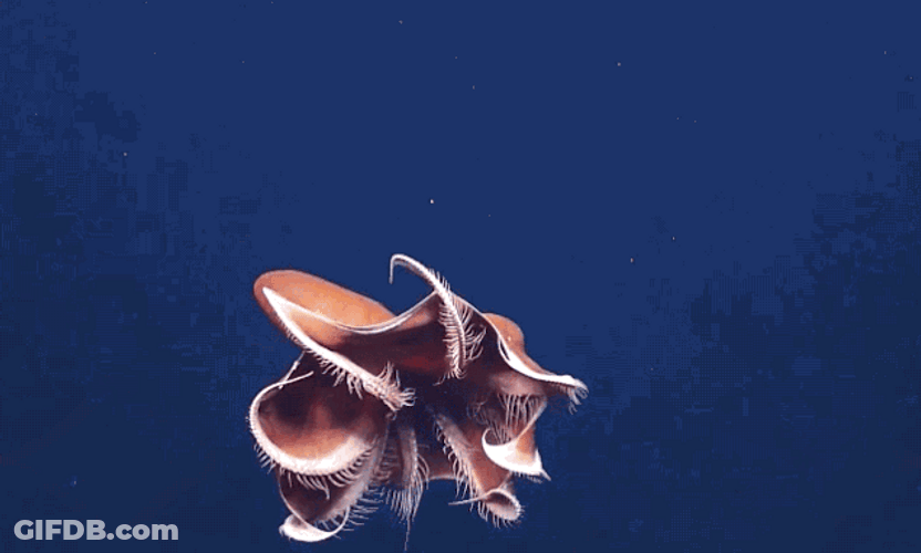 Octopus Incredible Umbrella Tentacles GIF