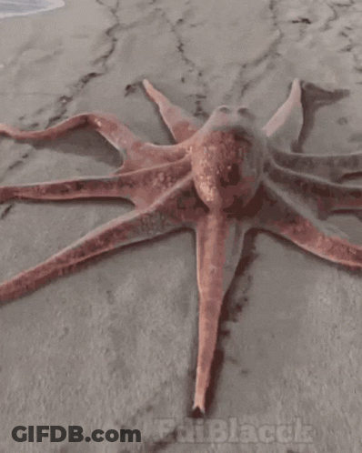 Octopus Laying On Sand With Edi Black GIF