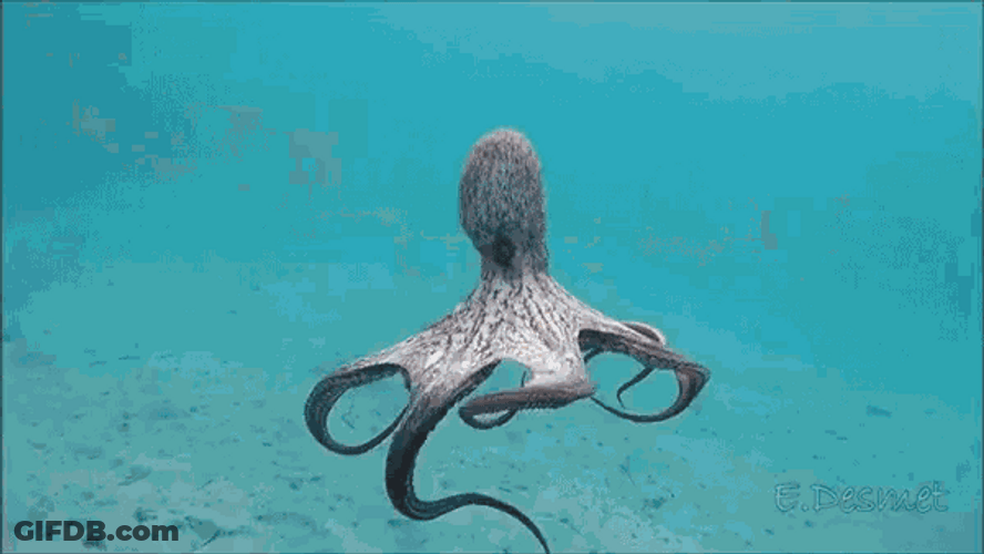 Octopus Looking At The Shore GIF