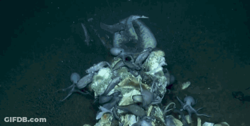 Octopus Swimming Around Skeleton GIF