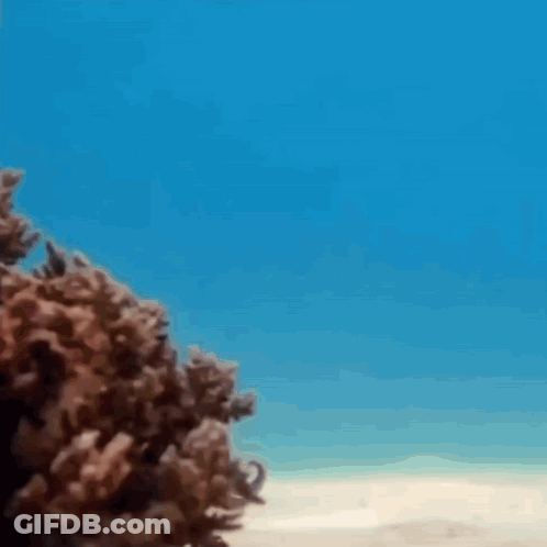 Octopus Swimming Close Up GIF
