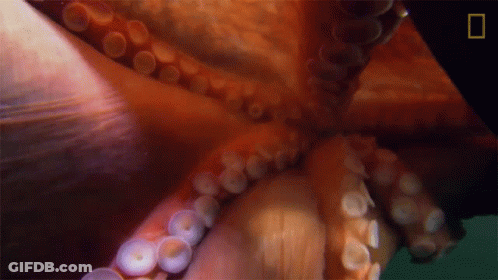 Octopus Tentacles Close Up With National Geographic Logo GIF