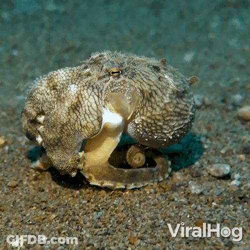 Octopus With Viralhog GIF