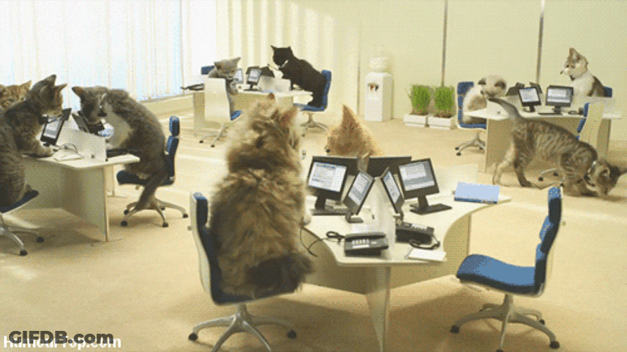 Office Moving Cat GIF