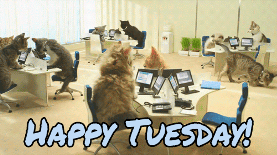 Office Worker Cats Funny Tuesday GIF