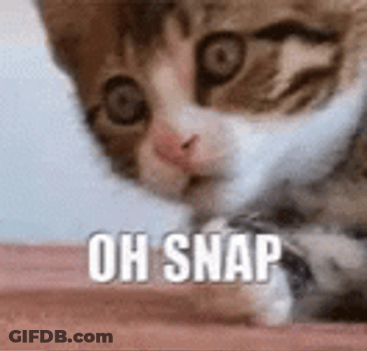 Oh Cat Snap Out Of It GIF