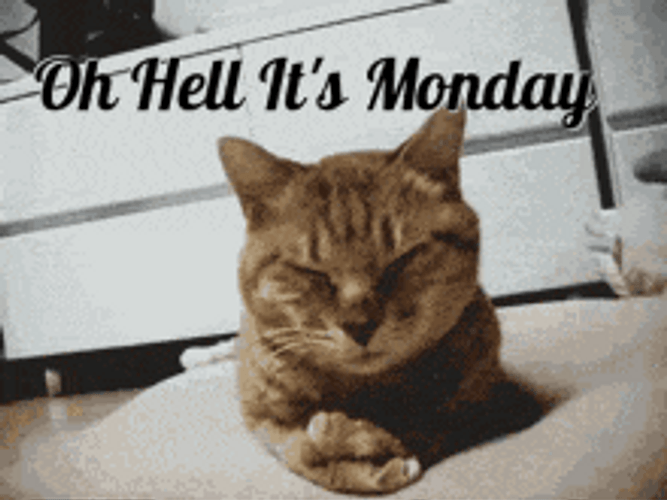 Oh Hell Its Manic Monday Cat GIF