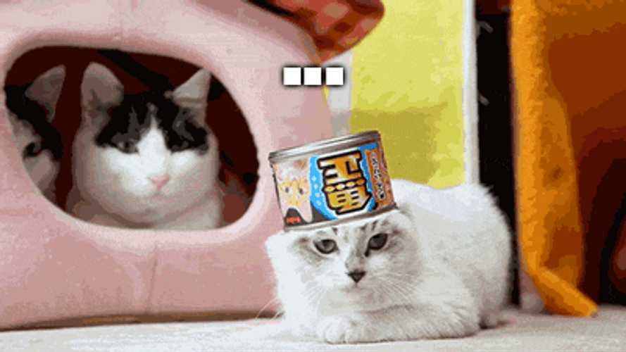 Oh Hell No Meme Cats GIF