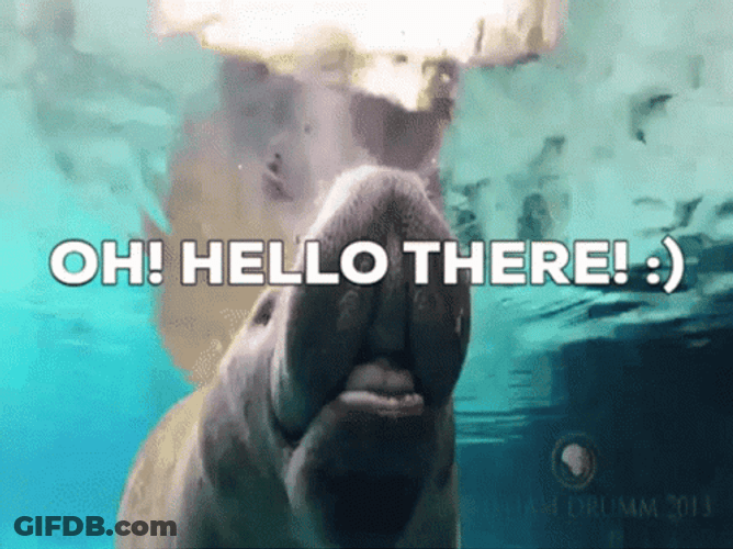 Oh Hello There Manatee GIF