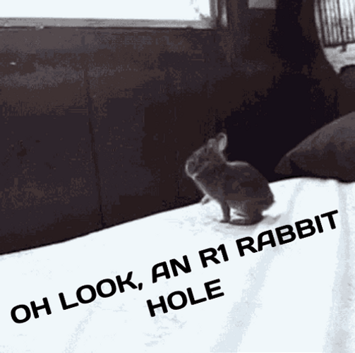 Oh Look At The Rabbit Hole GIF