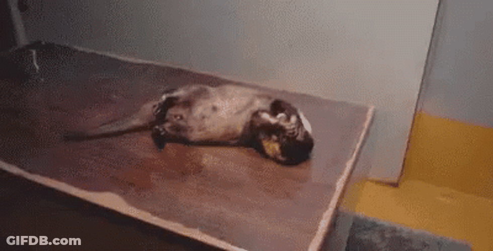 Oh Lord Mongoose Having A Problem Too GIF