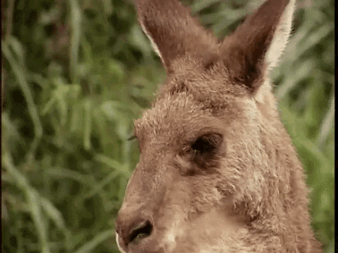 Oh No Kangaroo Looks GIF