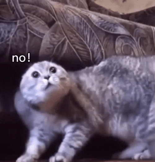 Oh No Meme Cat Scared GIF